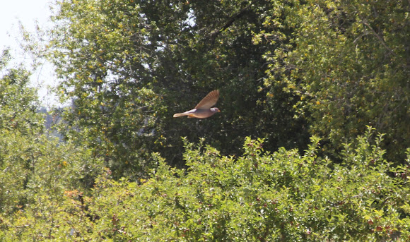 Spotting Image 1