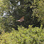 Band-tailed Pigeon