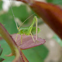 Bush cricket