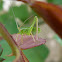 Bush cricket