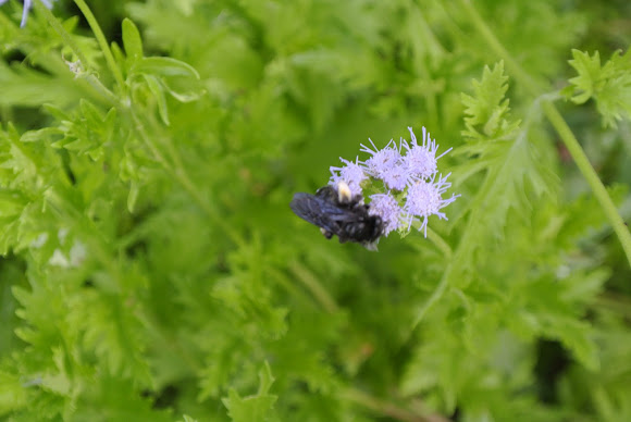 Spotting Image 1