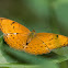 Common Yeoman