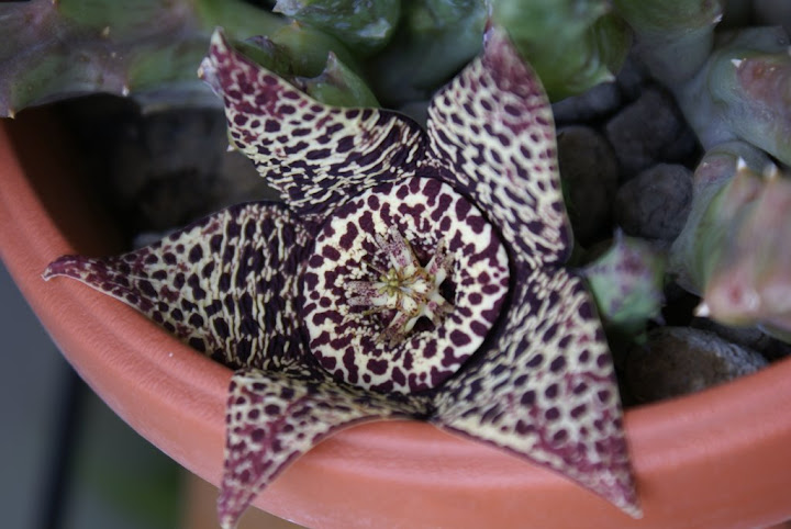 Stapelia%20variegata%20fiore%2018-07-08.JPG