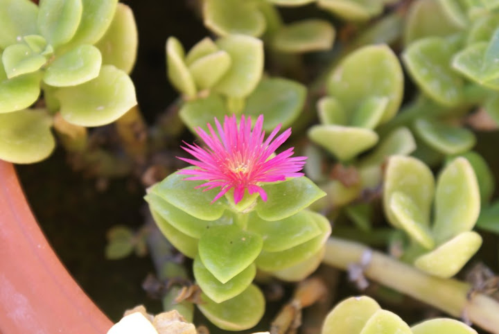 Aptenia%20cordifolia-mesembrianthemum%20cordifolium%2019-07-08.JPG