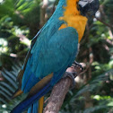 Blue and Yellow Macaw