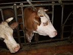 K�he im Stall auf dem Bauernhof im Allg�u