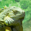 Green Iguana