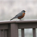 American robin