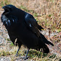 Raven