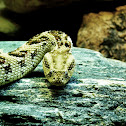 African Puff Adder