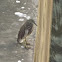 Indian Pond Heron