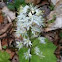 Foam flower