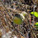 Common Yellowthroat (female)
