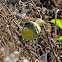 Common Yellowthroat (female)