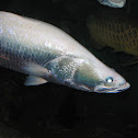 Arapaima