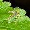 Leafhopper