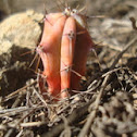 pink cactus