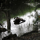 Water Buffalo