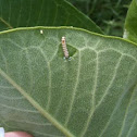Monarch Butterfly caterpillar