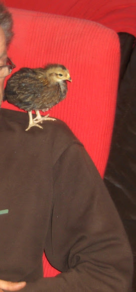 Spotting Image 1