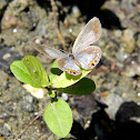 unidentified "blue" (butterfly)