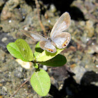 unidentified "blue" (butterfly)