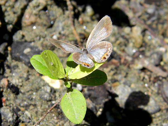 Spotting Image 1