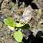 unidentified "blue" (butterfly)