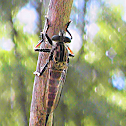 Robber Fly