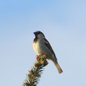House Sparrow