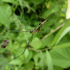Leucauge tessellata