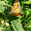 Pearl Crescent