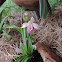 Orquidea