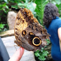 Pale Owl Butterfly