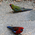 Crimson Rosella juvenile & adult