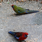 Crimson Rosella juvenile & adult
