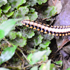 Millipede