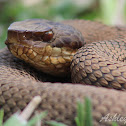 Cottonmouth