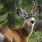 Mule Deer