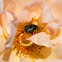 Oxythyrea funesta