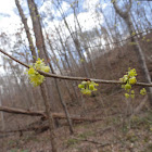 Spicebush