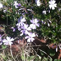 Phlox