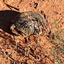Desert Box Turtle