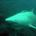 Albino Grey Nurse Shark