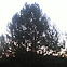 Pine Tree