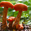Fly Amanita