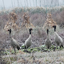 Black-necked Crane