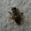 Honey Bee