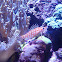 Long Nose Hawkfish