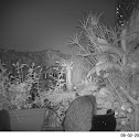 Raccoon